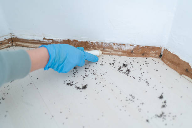 Best Pest Control Treatment  in Delisle, MS